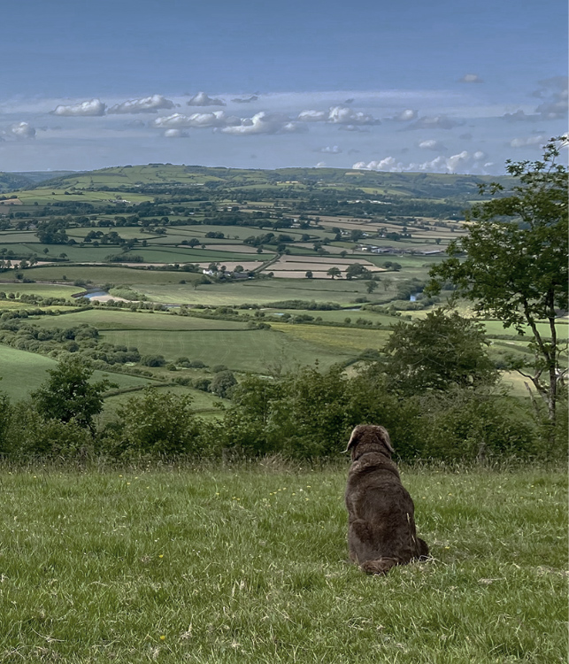 A dog looking out over a countryside landscape